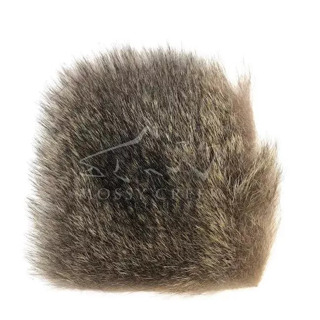 Australian Opossum