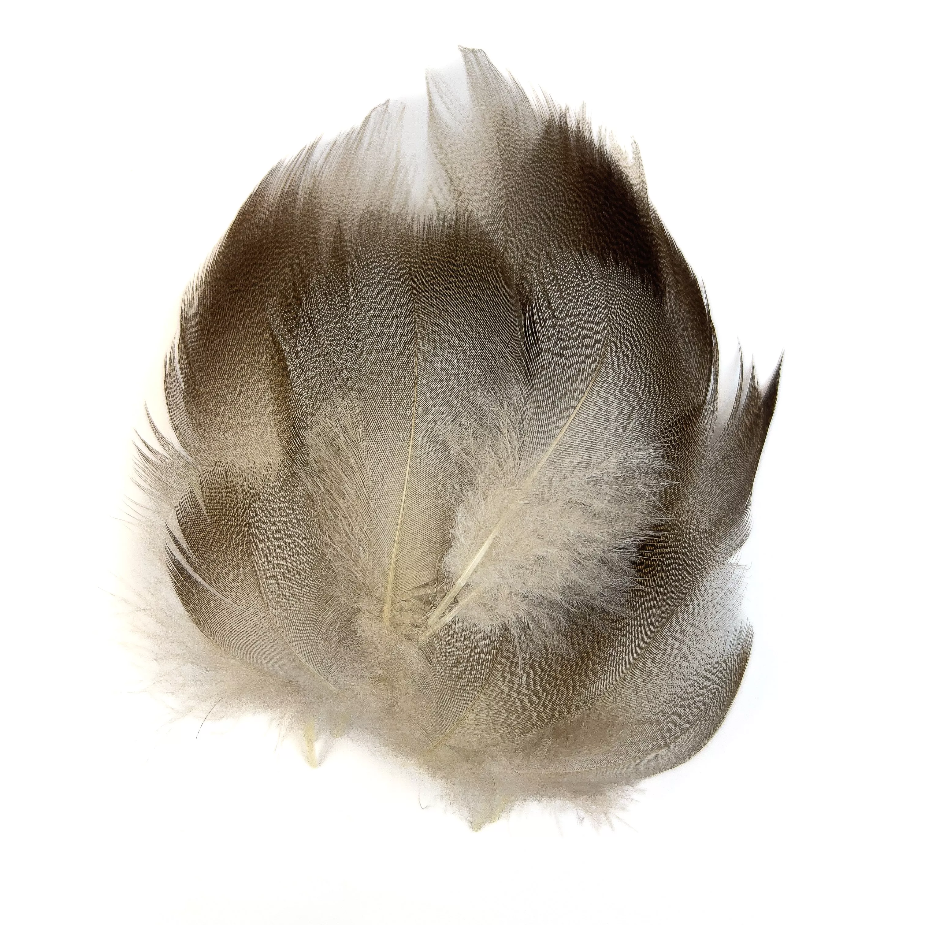 Bronze Mallard Feathers