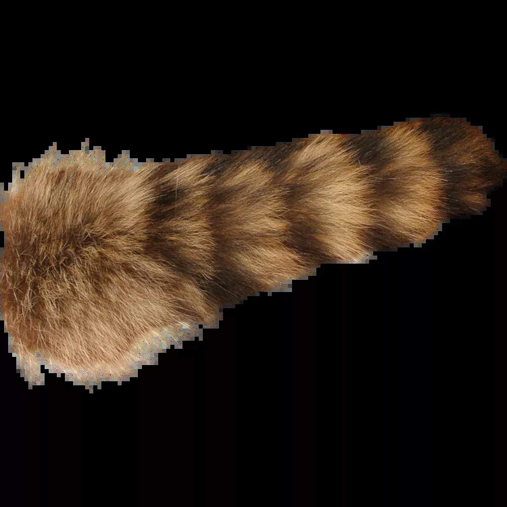 Complete Raccoon Tail