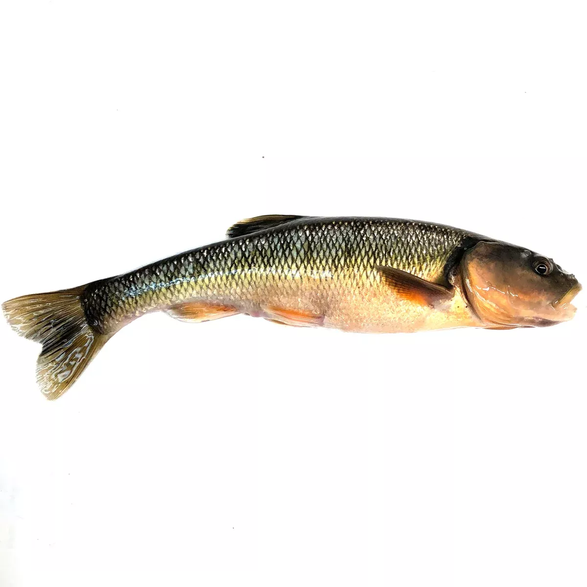 Extra-Large Creek Minnows (Per Minnow)