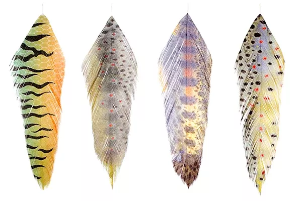 Galloup's Fish Feathers