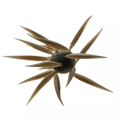 HideUp Coike Fish Elastomer L