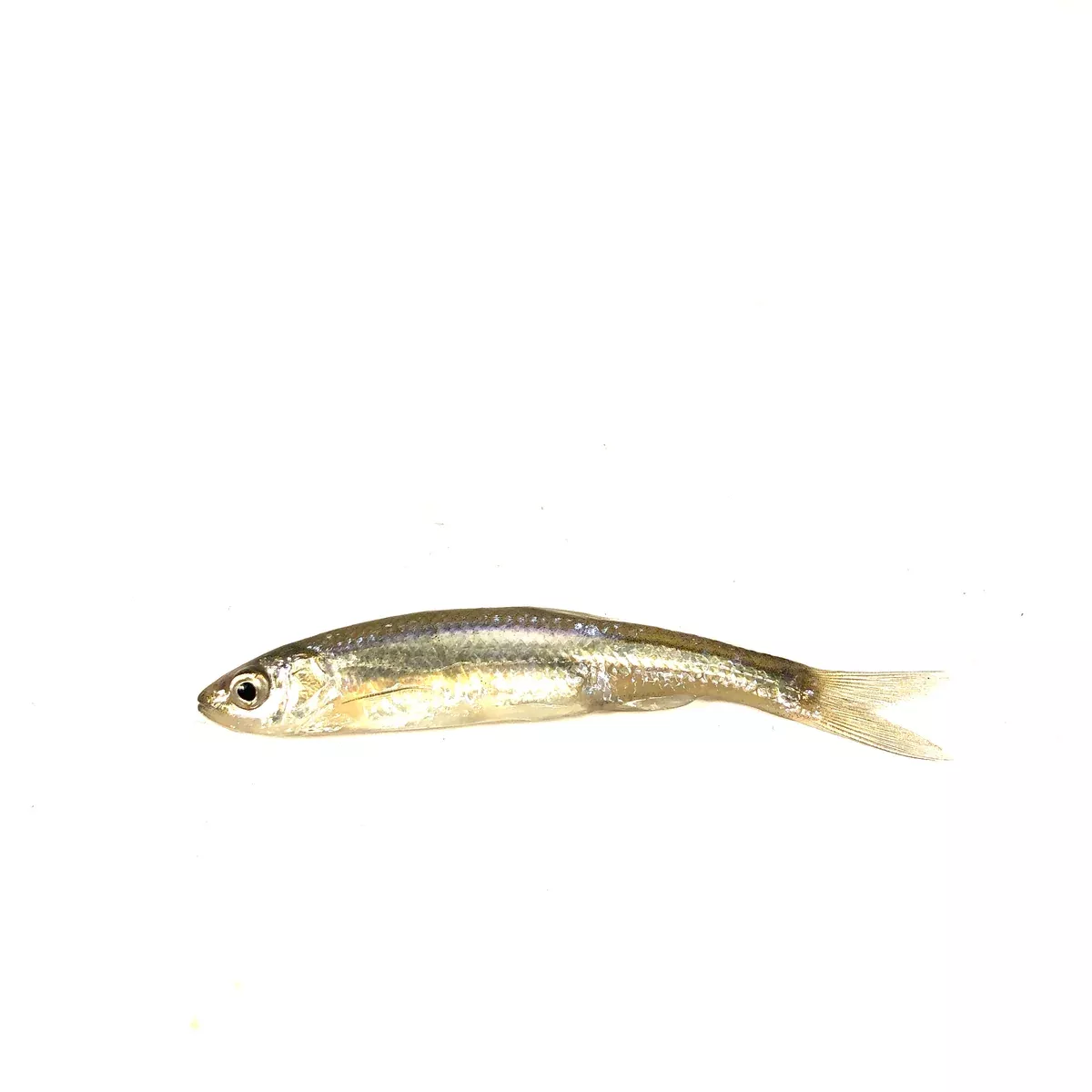 Large Emerald Shiners (12)