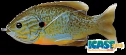 LIVE TARGET HOLLOW BODY SUNFISH