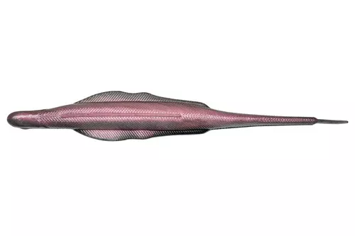 NORIES LADY BALANCE 5.8"
