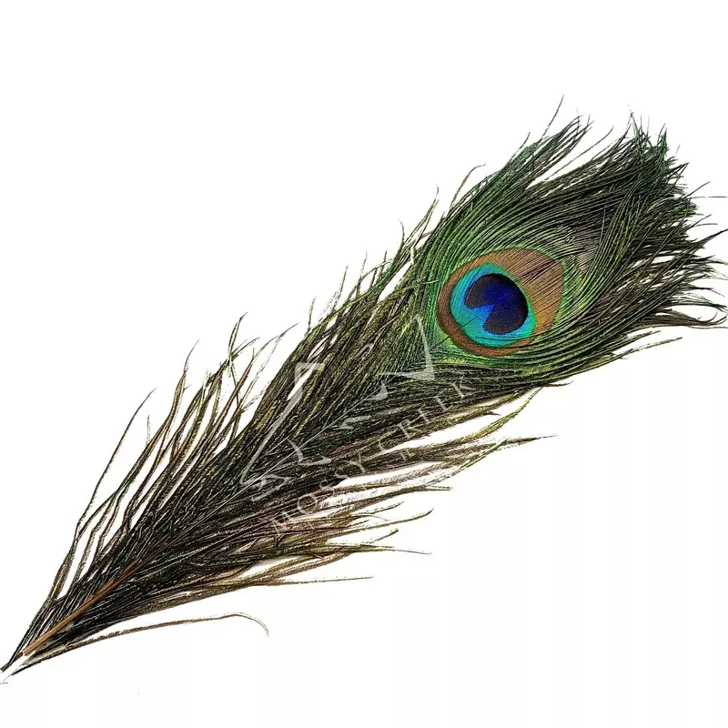 Peacock Eyes