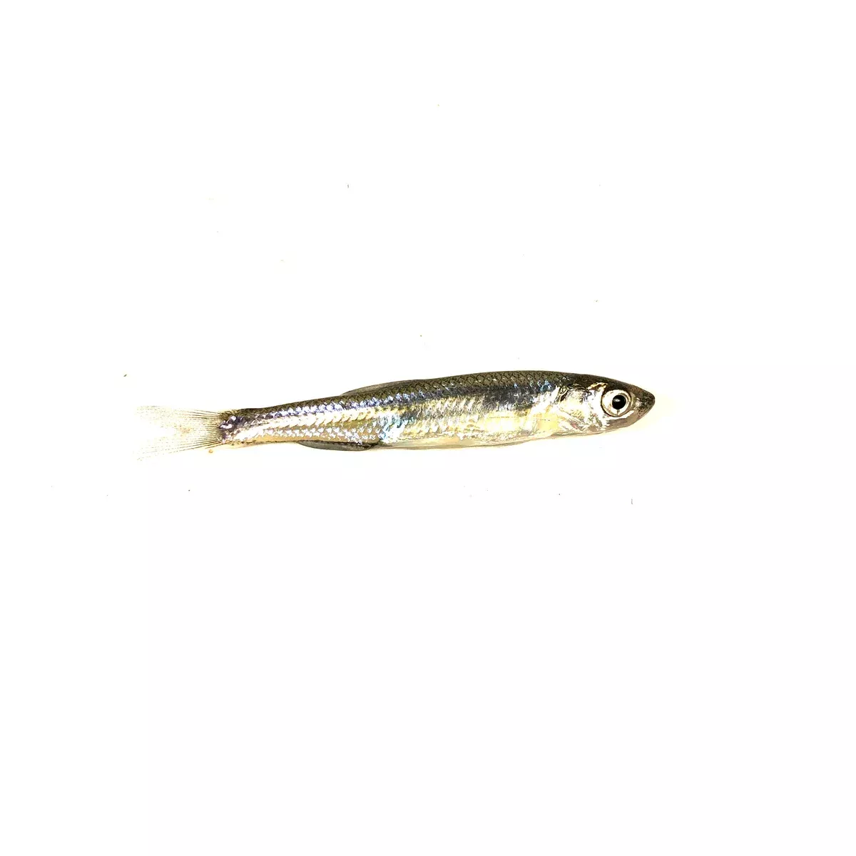 Pinhead Shiners (Scoop)
