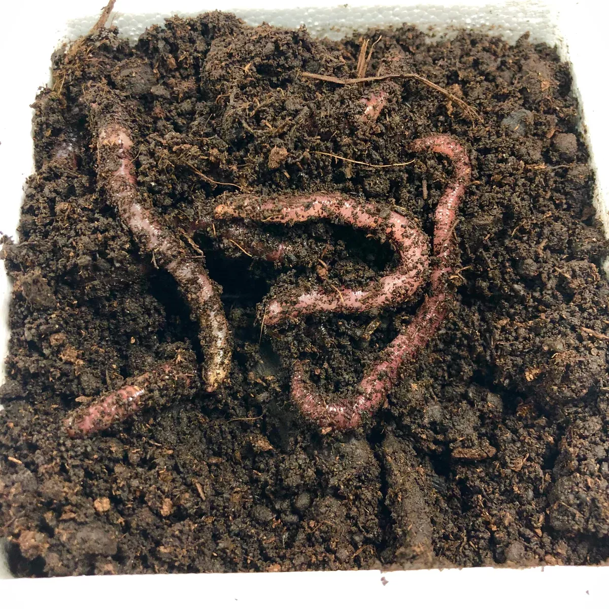 Red Wiggler Trout Worms (24 Pack)