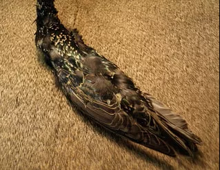 Spirit Starling Skin