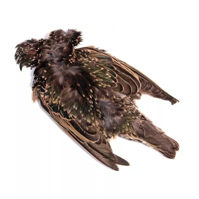 Starling Skin